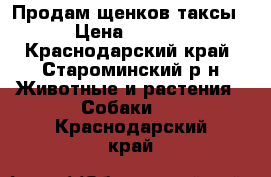 Продам щенков таксы. › Цена ­ 1 000 - Краснодарский край, Староминский р-н Животные и растения » Собаки   . Краснодарский край